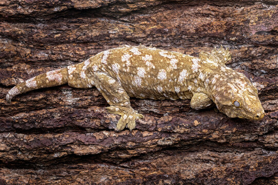 Leachie (Rhacodactylus leachianus) is the largest living species of gecko and native to New Caledonia.