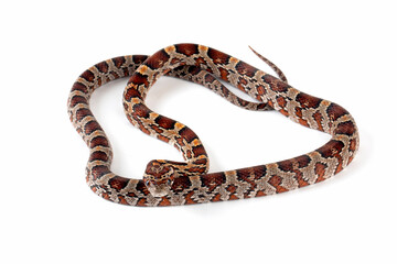 The Corn Snake (Pantherophis guttatus) is a species of North American rat snake.