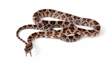 The Corn Snake (Pantherophis guttatus) is a species of North American rat snake. - obrazy, fototapety, plakaty