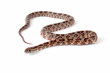 The Corn Snake (Pantherophis guttatus) is a species of North American rat snake.