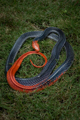 The Red-headed Krait (Bungarus flaviceps) is a snake with dramatic coloration native to South East Asia.