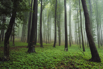 green forest on rainy day, natural woods landscape