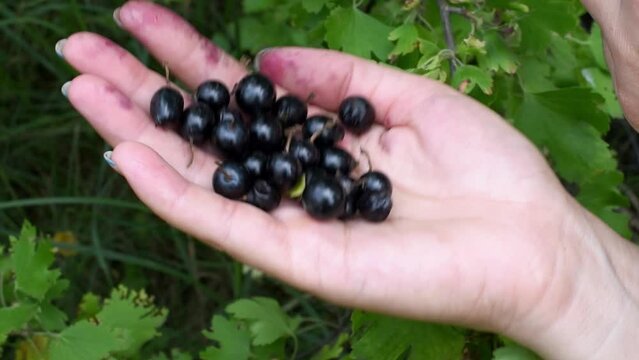 Black currant in woman's hand , summer harvest,vitamins. Horizontal 4k footage