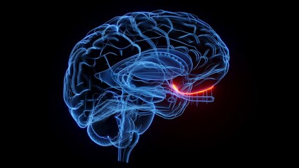 Animation of the olfactory nerve