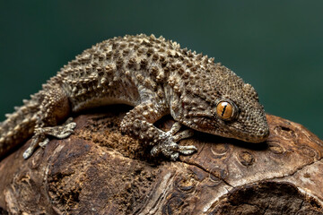 Crocodile Gecko (Tarentola mauritanica) is a robust gecko. It gets its name from its flat head and slightly elongated snout which resembles a crocodile.