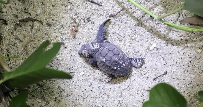Newborn loggerhead sea turtle on Kurio beach Yakushima Japan