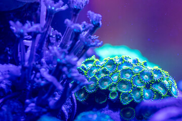 Korallen im Meerwasser Aquarium. Zoa Green Bay Packers & Clavularia. 