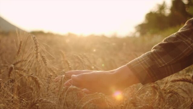 Unknown young caucasian man checking quality wheat spikelets during beautiful warm summer sunset in ripen field. Farm worker examines ears wheat before harvesting at sunny day. Agricultural concept