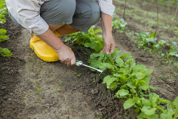Naklejka premium Gardener's hands working with a small green handle rakes loosening the soil on a flower bed