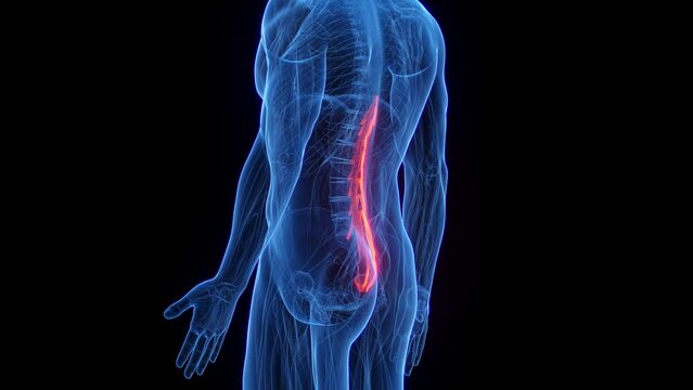 Animation of a man's multifidus