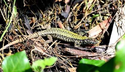 Italian wall lizard