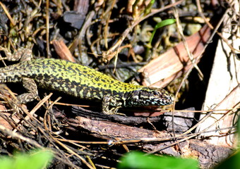 Italian wall lizard