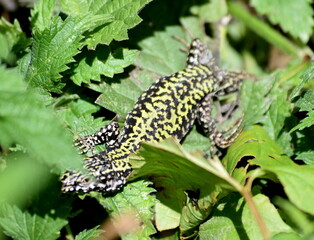 Italian wall lizard