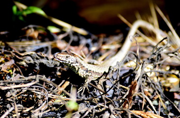 Viviparous common lizard