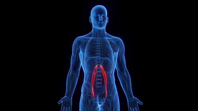 Animation of a man's psoas minor