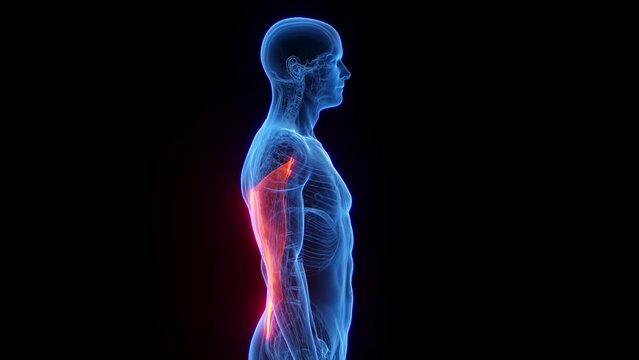 Animation of a man's latissimus dorsi