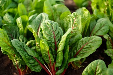 Chard growing in an urban garden. Garden beet and salad leaves close up. 