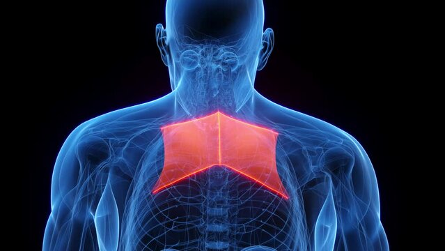 Animation of a man's rhomboid major