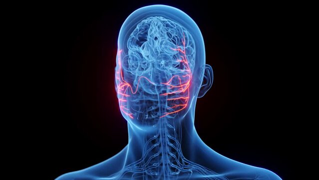 Animation of a man's facial nerves