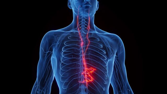 Animation of a man's vagus nerves