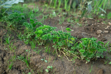 Green leaves of parsley on the beds in the garden