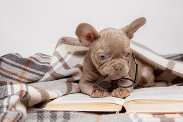 French bulldog puppy with glasses and a book on a white background