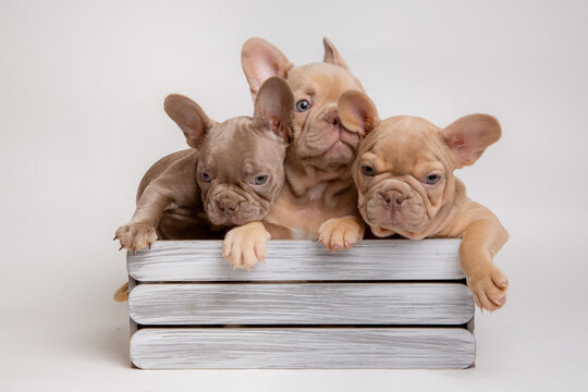a group of French bulldog puppies are sitting in a basket on a white background