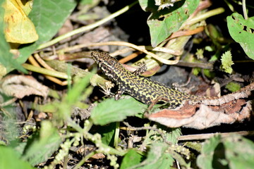 Italian wall lizard