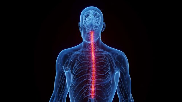 Animation of a man's spinal cord