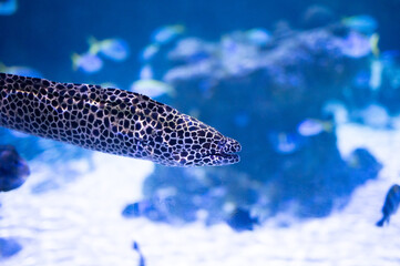 A stunning spotted moray eel in an aquarium with a coral reef background