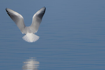 seagull in flight