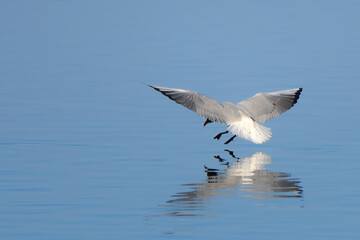 seagull in flight