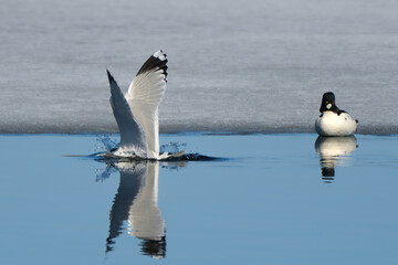 seagulls landing