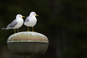 seagull on a post