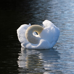 white swan in the lake