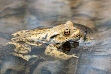 Frosch / Grote im Teich