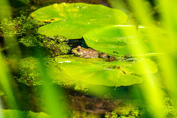 Frosch neben Blättern