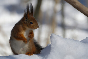 squirrel in snow