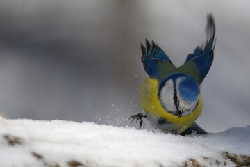 bird in the snow
