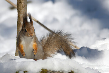 squirrel in snow