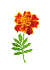 Tagetes (marigold) red-yellow flower on stem with leaf isolated on white background. Ornamental and medicinal plant rich in carotenoid lutein.