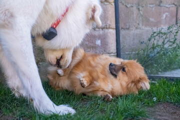 Naklejka na ściany i meble ginger Pomeranian dog friendly fighting