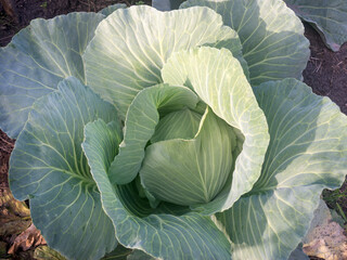 Cabbage leaves close-up.