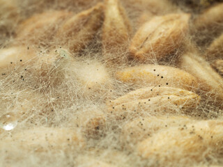Mold on wheat grains close-up.
