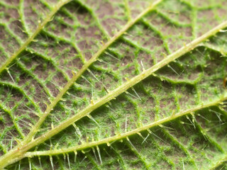 Nettle leaf close-up.