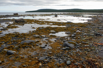 Obraz premium Northern seascape. The White Sea coast in Karelia in summer. Low tide. Littoral.
