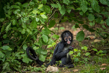 mexican spider monkey baby in nature - 630305934