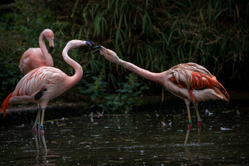 pink flamingo fighting in river - 630305938