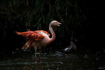 pink flamingo action in river - 630305951