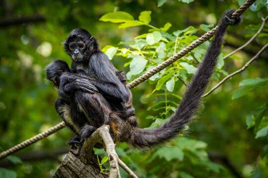 mexican spider monkey in nature park